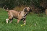 FILA BRASILEIRO 033